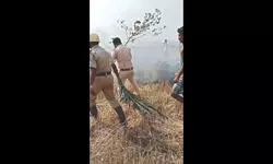 South Dinajpur: Inferno destroys 25 bighas of wheat field