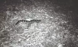 Darjeeling Zoo to host day-long   workshop on ‘Biobanking’ today