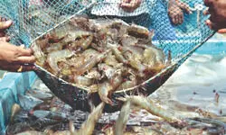 US tariffs likely to impact Indian seafood shipments adversely: Seafood exporters body