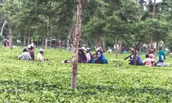State forms task force to enforce pesticide ban in tea sector