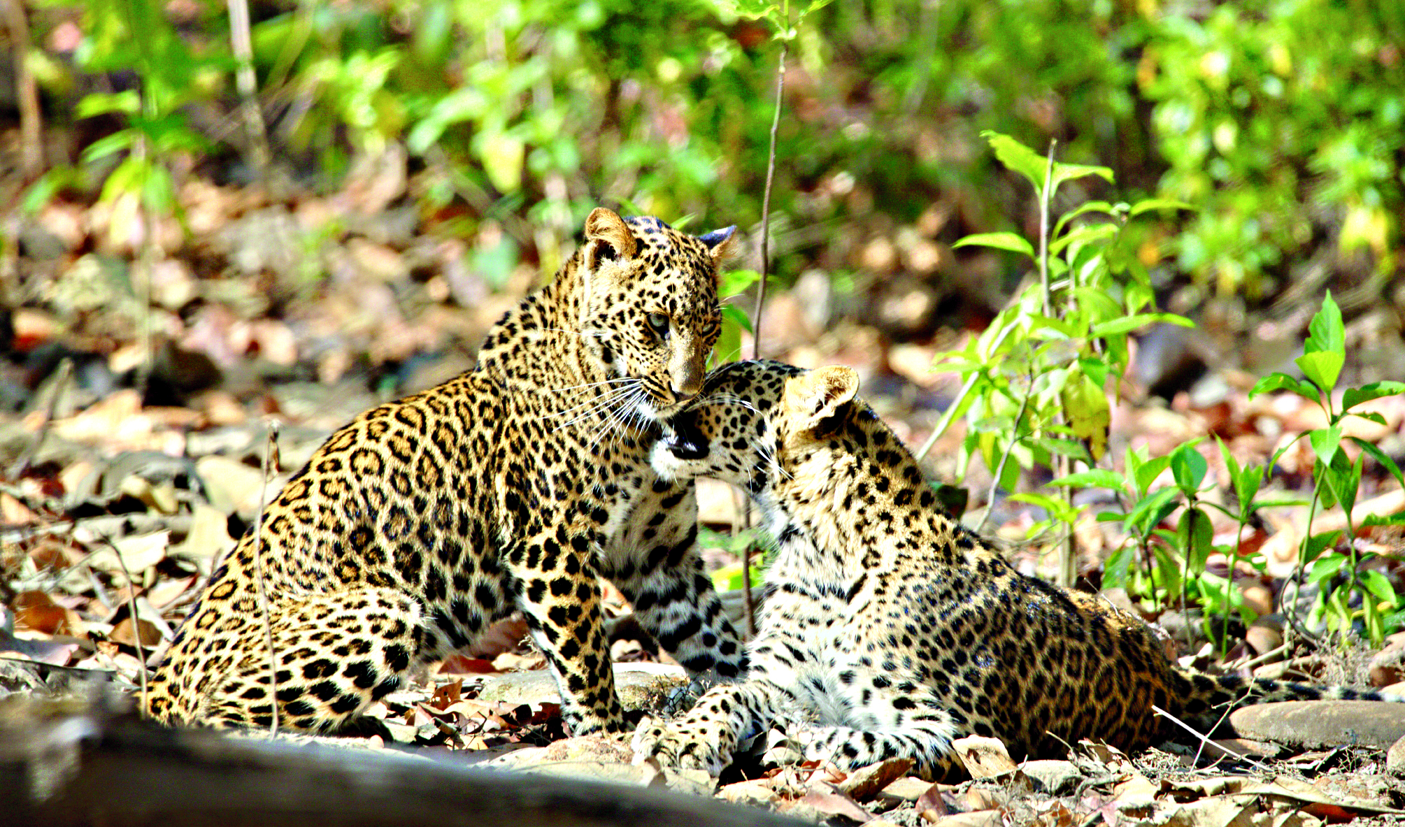 Through Leopards’ Lair Through Leopards’ Lair