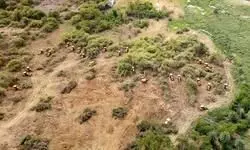 SC orders Telangana govt to submit plan to restore 100 acres of land, questions govt over ‘tearing hurry’ to fell trees