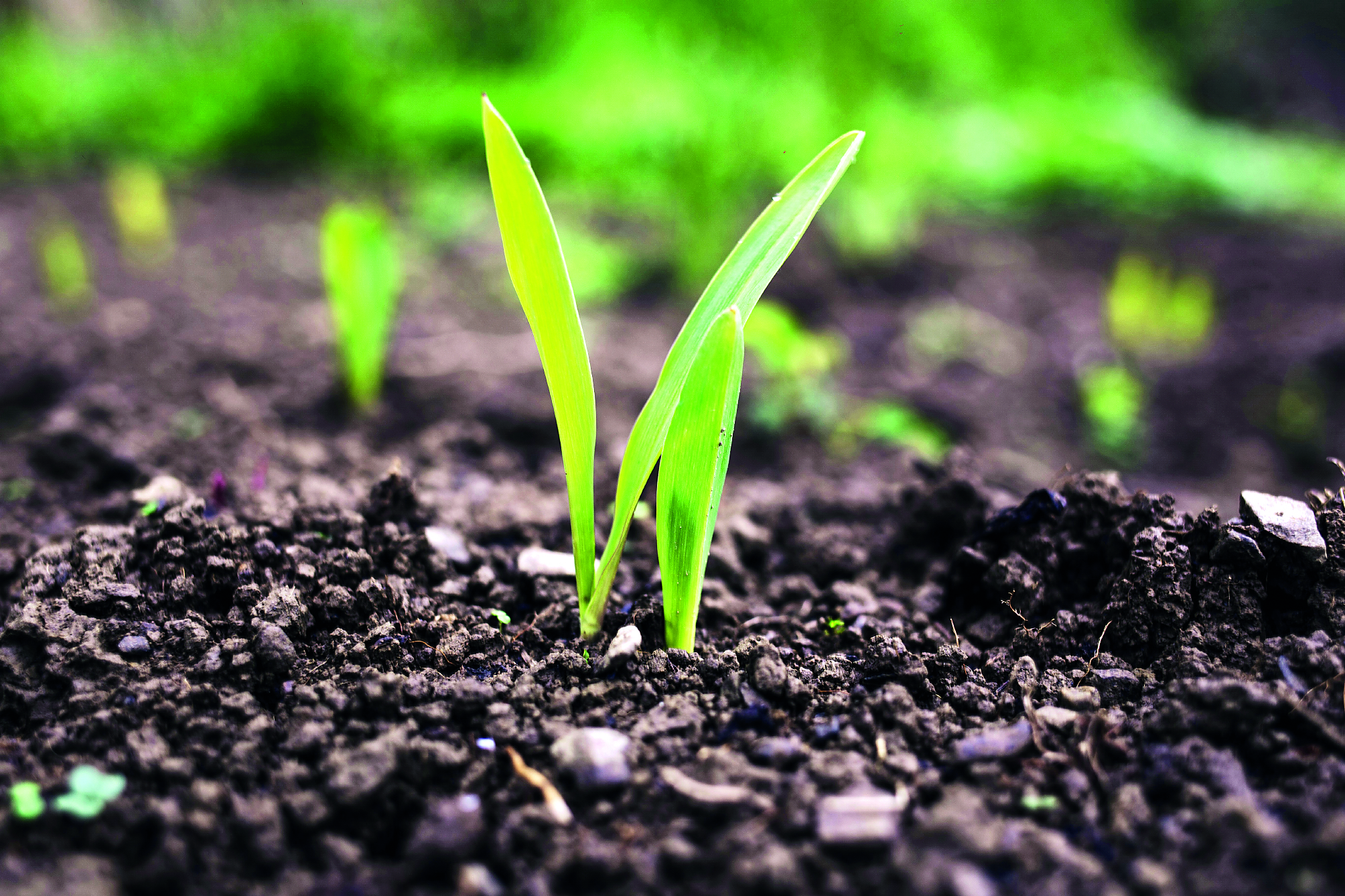 Saving Soil for a Secure Future