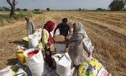 Farmers in JK harvest early as border tensions rise following Pahalgam terror attack Farmers in JK harvest early as border tensions rise following Pahalgam terror attack