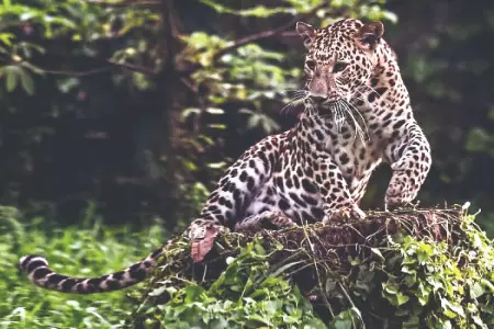 Special awareness drive from   May as leopard sightings surge