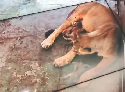 Another Asiatic lion cub dies at Delhi zoo Another Asiatic lion cub dies at Delhi zoo
