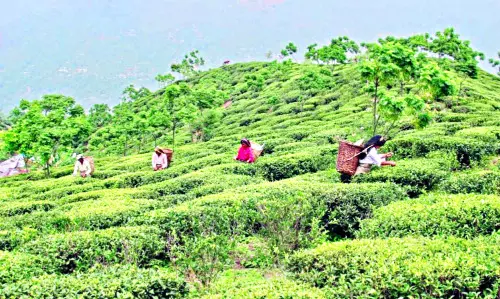 India Tea Conclave 2025: ICC North Bengal puts tea and youth in spotlight India Tea Conclave 2025: ICC North Bengal puts tea and youth in spotlight