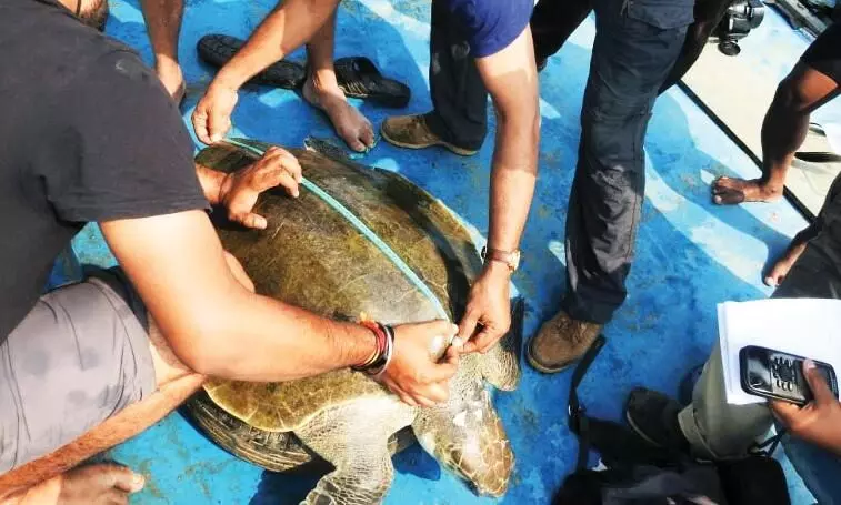 Olive ridley turtles prefer mates of similar size: ZFI study Olive ridley turtles prefer mates of similar size: ZFI study