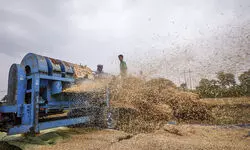 Tension along International Border: Farmers rush to wrap up harvest Tension along International Border: Farmers rush to wrap up harvest