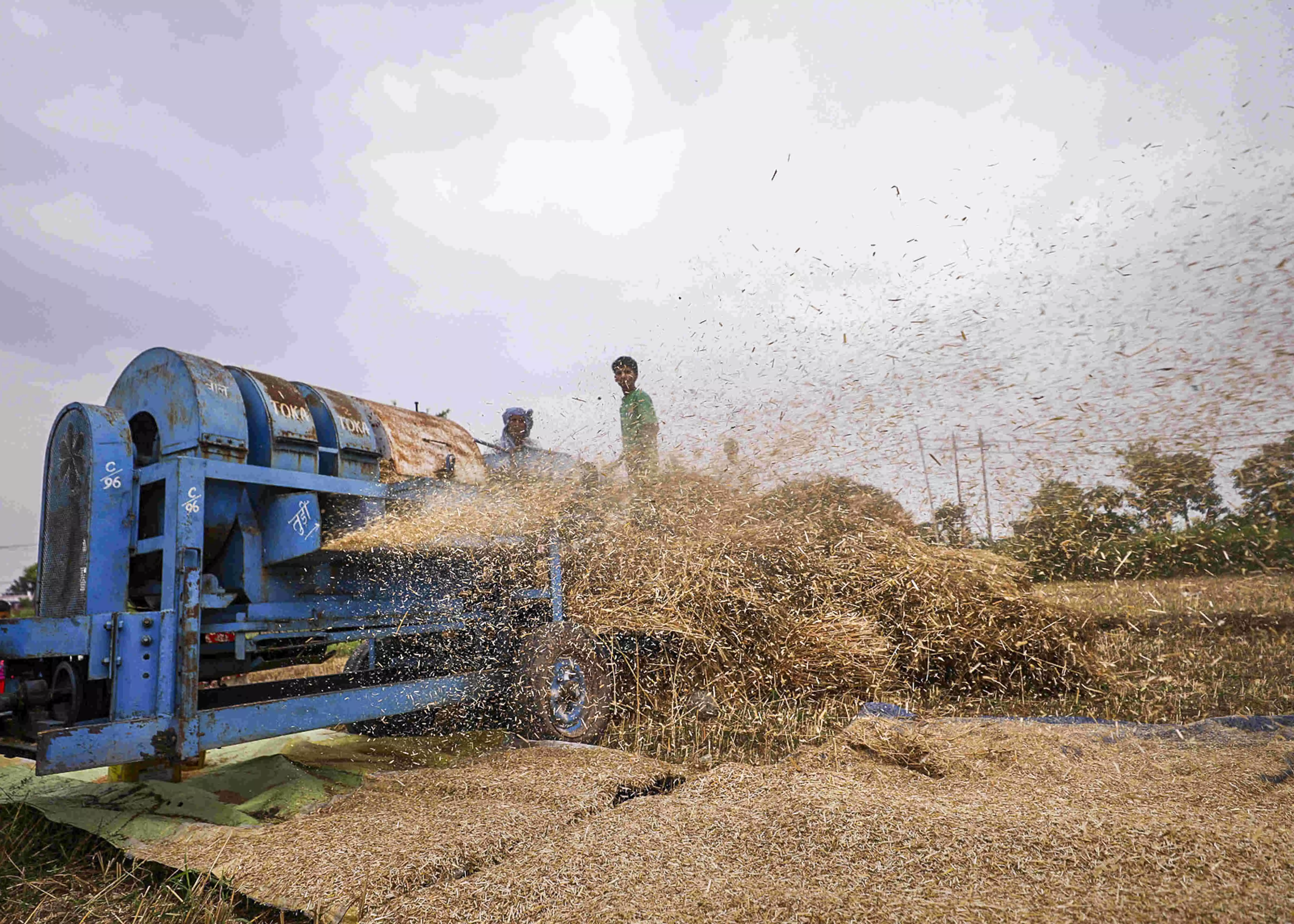 Tension along International Border: Farmers rush to wrap up harvest Tension along International Border: Farmers rush to wrap up harvest