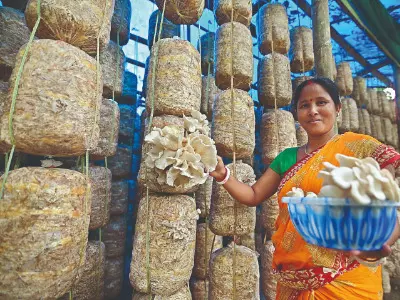 Falakata emerges as North Bengal’s mushroom cultivation hub; exports reach Bhutan & Nepal Falakata emerges as North Bengal’s mushroom cultivation hub; exports reach Bhutan & Nepal