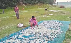 Once considered as waste, discarded fish scales fuel new livelihood in Balurghat Once considered as waste, discarded fish scales fuel new livelihood in Balurghat