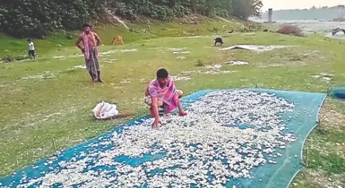 Once considered as waste, discarded fish scales fuel new livelihood in Balurghat Once considered as waste, discarded fish scales fuel new livelihood in Balurghat