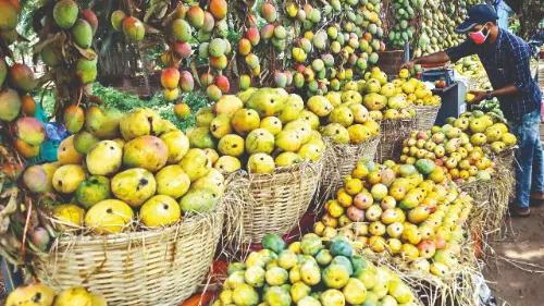 In an unexpected twist, Chennai mangoes rule the markets in Malda In an unexpected twist, Chennai mangoes rule the markets in Malda