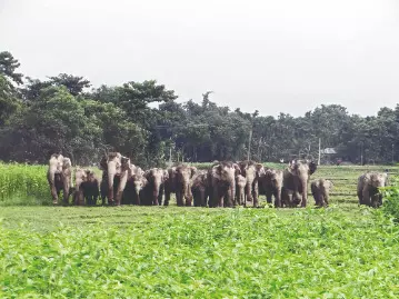 Crop loss caused by jumbos: Over 1K farmers get Rs 4.03 cr compensation Crop loss caused by jumbos: Over 1K farmers get Rs 4.03 cr compensation