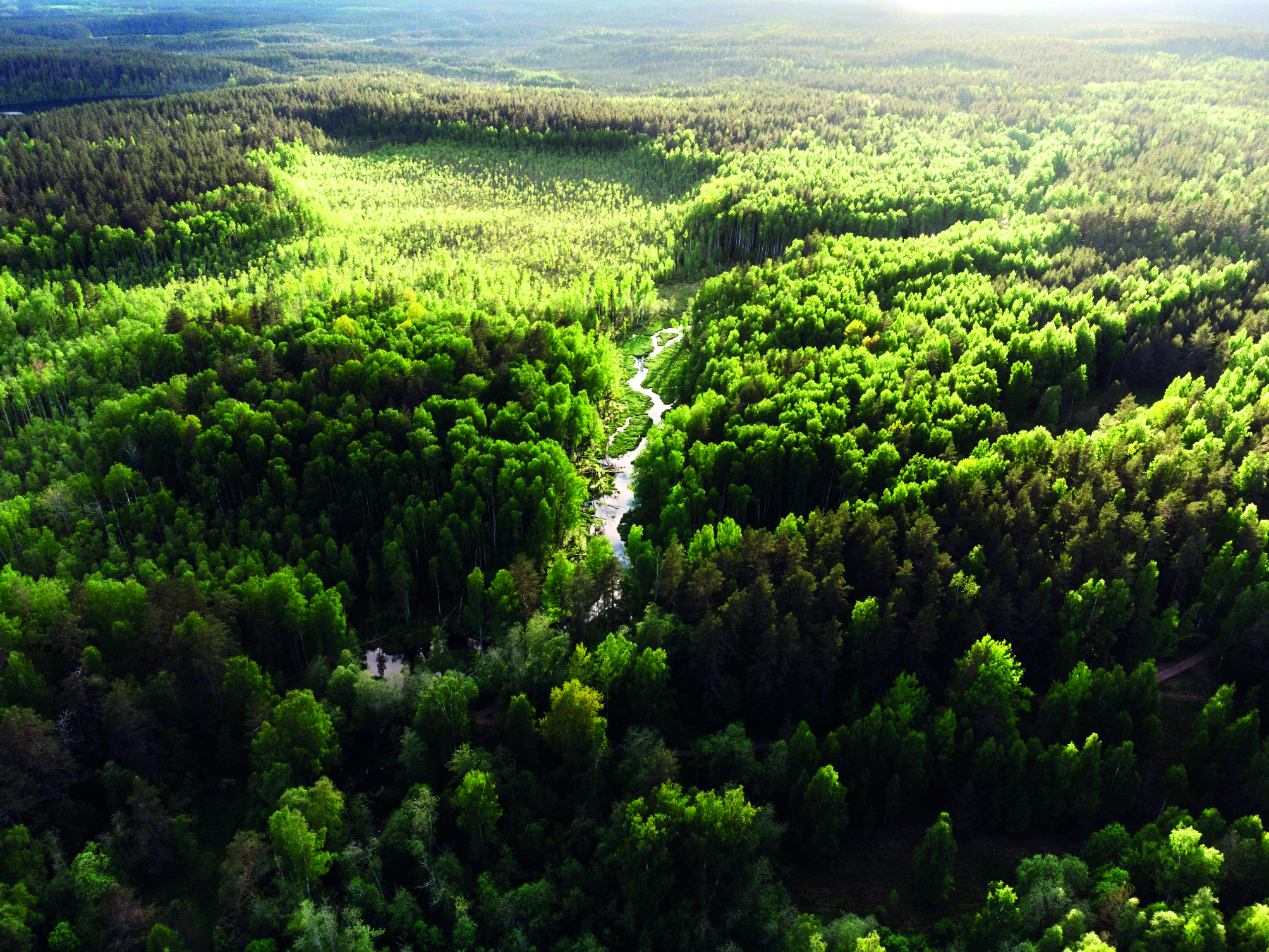 Safeguarding the Green Shields!