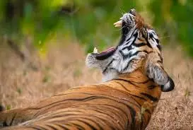 Woman mauled to death by tiger in Maharashtras Chandrapur Woman mauled to death by tiger in Maharashtras Chandrapur
