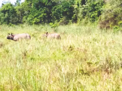 Jaldapara: Record 400 hectares of grassland scheduled to be restored Jaldapara: Record 400 hectares of grassland scheduled to be restored