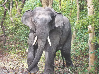 State plans cross-border strategy to curb human-elephant conflict State plans cross-border strategy to curb human-elephant conflict