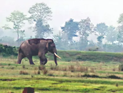Jumbo enters tea garden, driven back into forest after 6 hours Jumbo enters tea garden, driven back into forest after 6 hours