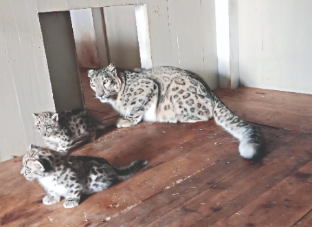 ‘Great news’: Two snow leopards born in captivity at Darjeeling Zoo