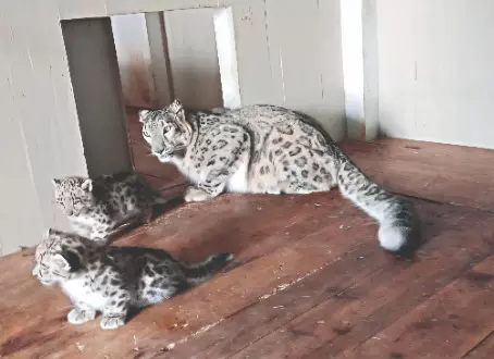 ‘Great news’: Two snow leopards born in captivity at Darjeeling Zoo ‘Great news’: Two snow leopards born in captivity at Darjeeling Zoo