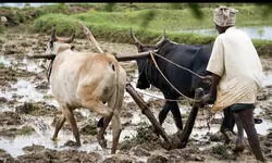 Rooting for Resilience