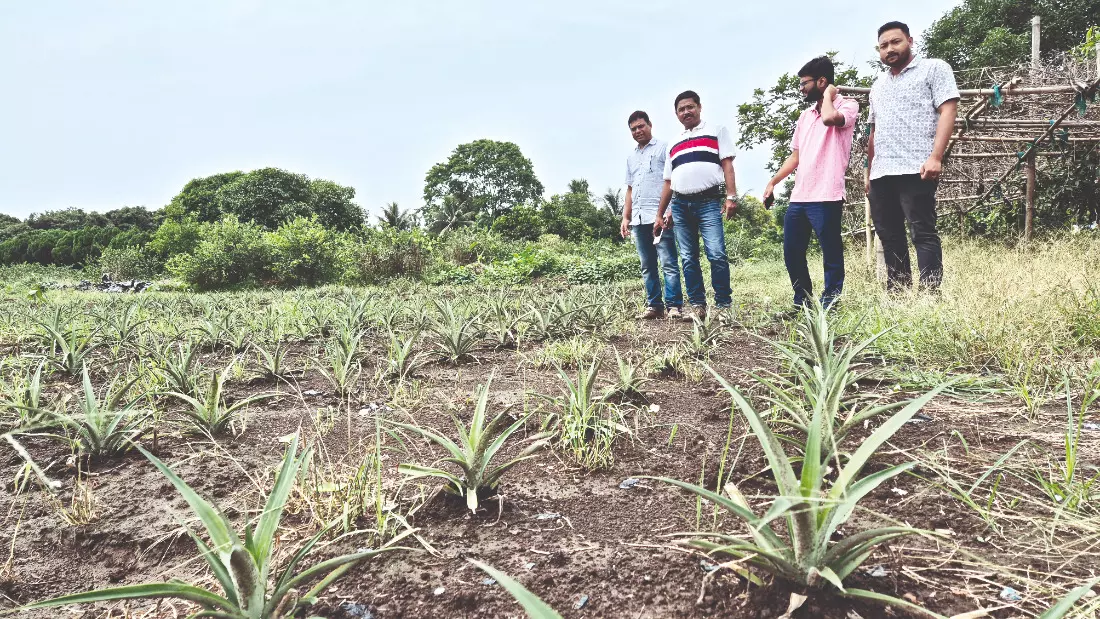 Pilot project launched for cultivation of high-sweetness MD-2 pineapple variety Pilot project launched for cultivation of high-sweetness MD-2 pineapple variety
