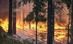 Forest fire trigger landmine blasts along LoC in Poonch