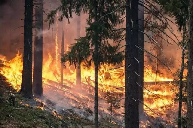 Forest fire trigger landmine blasts along LoC in Poonch Forest fire trigger landmine blasts along LoC in Poonch