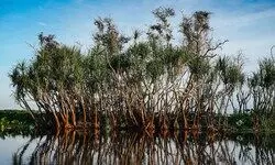 Solution in the Swamps