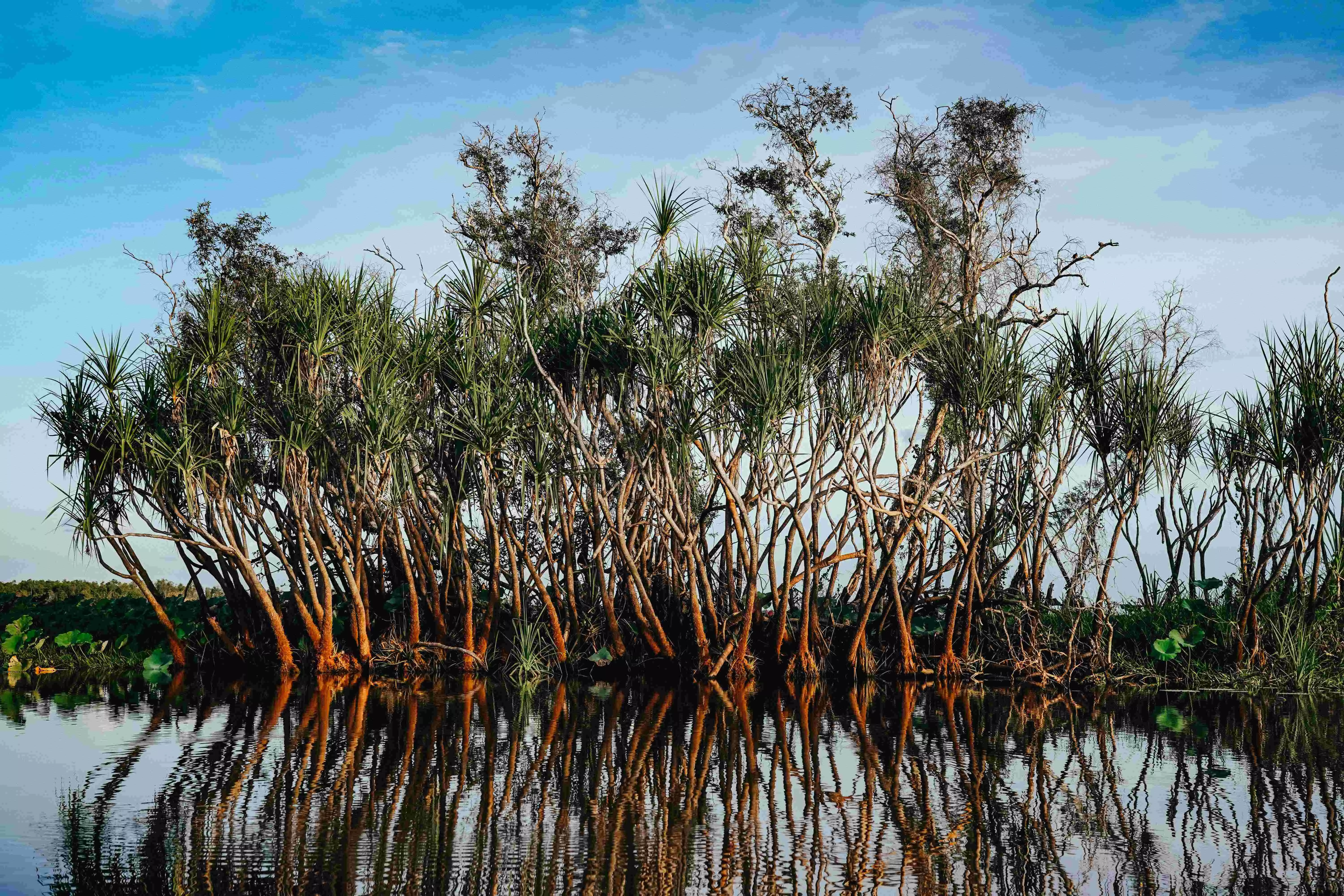 Solution in the Swamps Solution in the Swamps