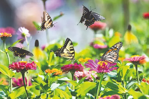Boosting eco-tourism: State govt plans open-air butterfly garden at Alipore Zoo
