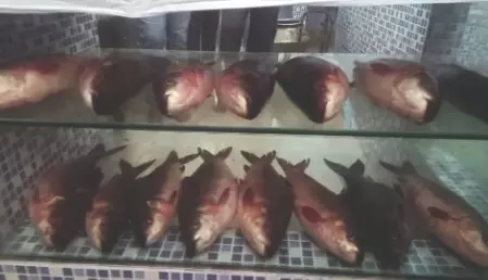 West Bengal govt launches new fish stall at Malda’s Sagardighi West Bengal govt launches new fish stall at Malda’s Sagardighi