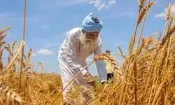 Govt raises paddy MSP by 3%, pulses, oilseeds by up to 9% for 2025-26 kharif season Govt raises paddy MSP by 3%, pulses, oilseeds by up to 9% for 2025-26 kharif season