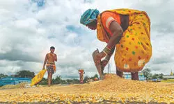 Centre hikes MSP for kharif crops; paddy   at Rs 2,369, pulses and oilseeds up to 9%