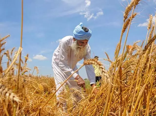 Govt raises paddy MSP by 3%, pulses, oilseeds by up to 9% for 2025-26 kharif season Govt raises paddy MSP by 3%, pulses, oilseeds by up to 9% for 2025-26 kharif season