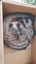 Asian palm civet rescued by Calcutta University staff Asian palm civet rescued by Calcutta University staff