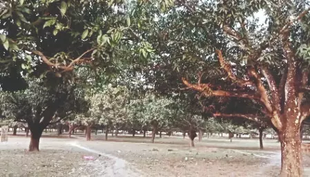 Horticulture dept of Malda promotes intercropping in mango, litchi orchards Horticulture dept of Malda promotes intercropping in mango, litchi orchards
