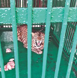 Diversity: 2 leopards shifted from South Khayerbari to Burdwan Zoo Diversity: 2 leopards shifted from South Khayerbari to Burdwan Zoo