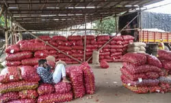Onion growers body seeks Rs 1 lakh per acre for crop damage due to rains