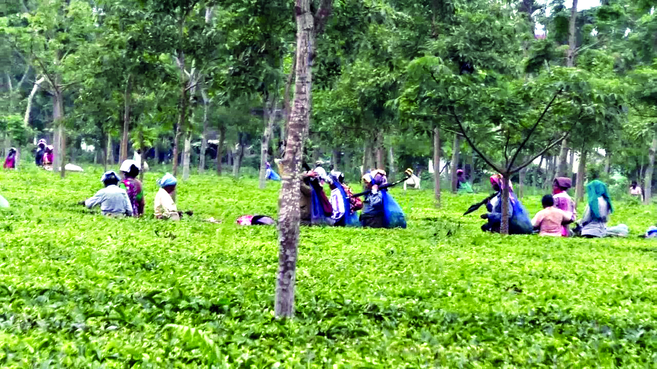 Industry seeks urgent pesticide approval: Tea gardens in Dooars hit by bacterial blight Industry seeks urgent pesticide approval: Tea gardens in Dooars hit by bacterial blight