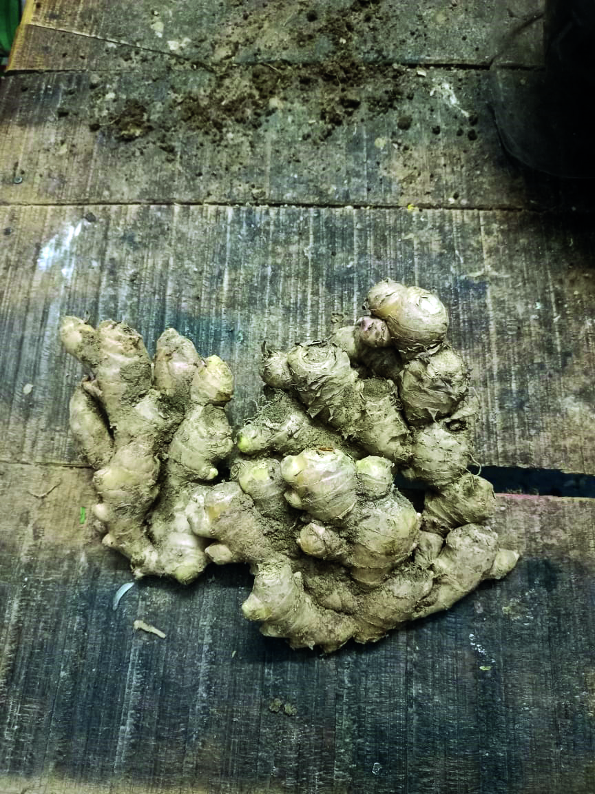 State govt coming up with scheme to augment production of ginger, garlic; particularly in South Bengal State govt coming up with scheme to augment production of ginger, garlic; particularly in South Bengal