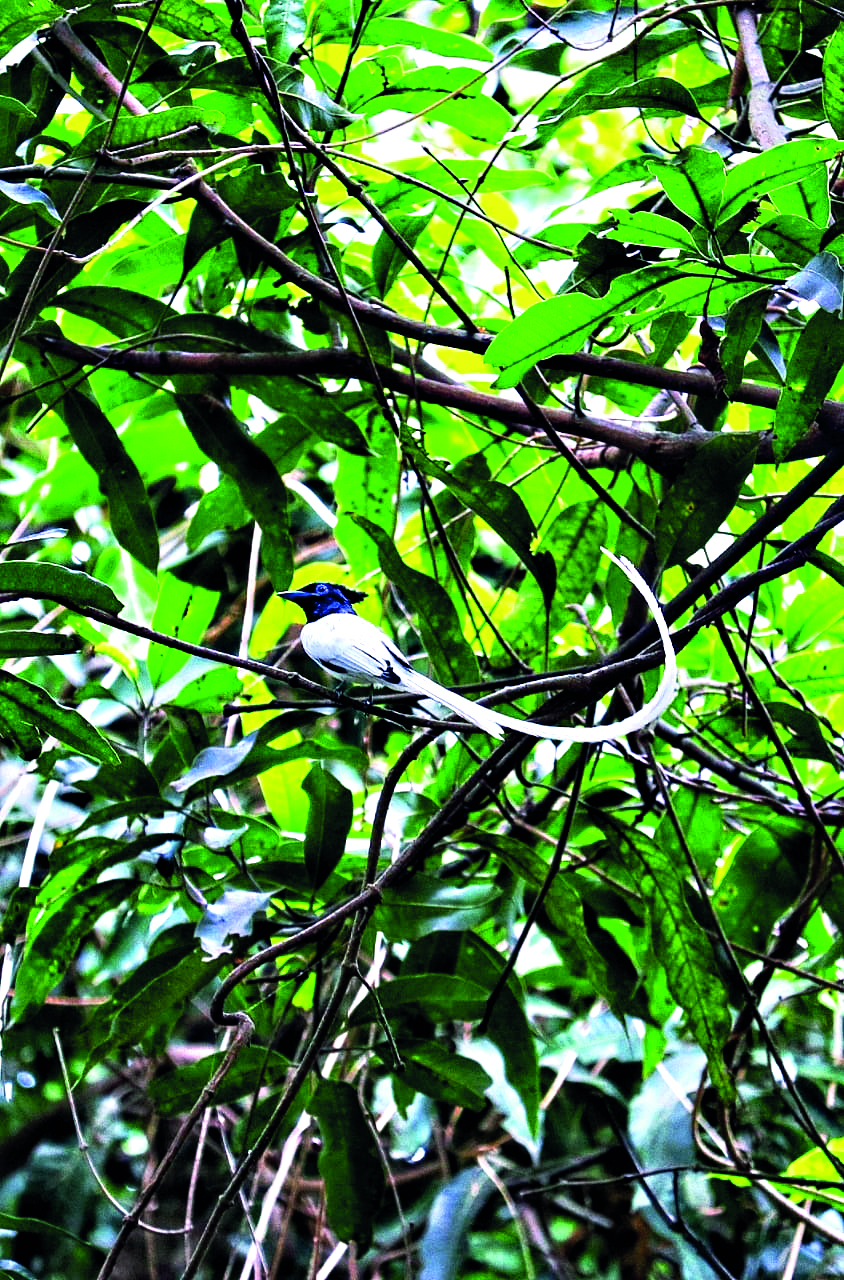 Balurghat citizens document ecological heritage in new biodiversity initiative Balurghat citizens document ecological heritage in new biodiversity initiative