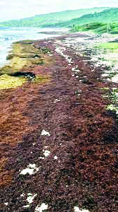 Scientists say record amount of seaweed hit Caribbean, nearby areas in May Scientists say record amount of seaweed hit Caribbean, nearby areas in May