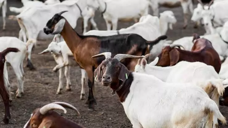 No sacrificial slaughter in public places during Bakrid in Sambhal: District Magistrate No sacrificial slaughter in public places during Bakrid in Sambhal: District Magistrate