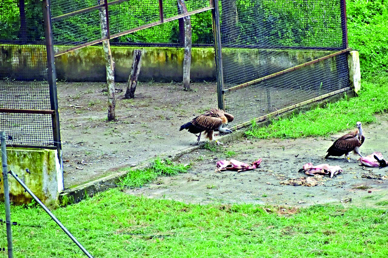 After successful rehabilitation, 3 rescued Himalayan Griffon Vultures released into wild After successful rehabilitation, 3 rescued Himalayan Griffon Vultures released into wild