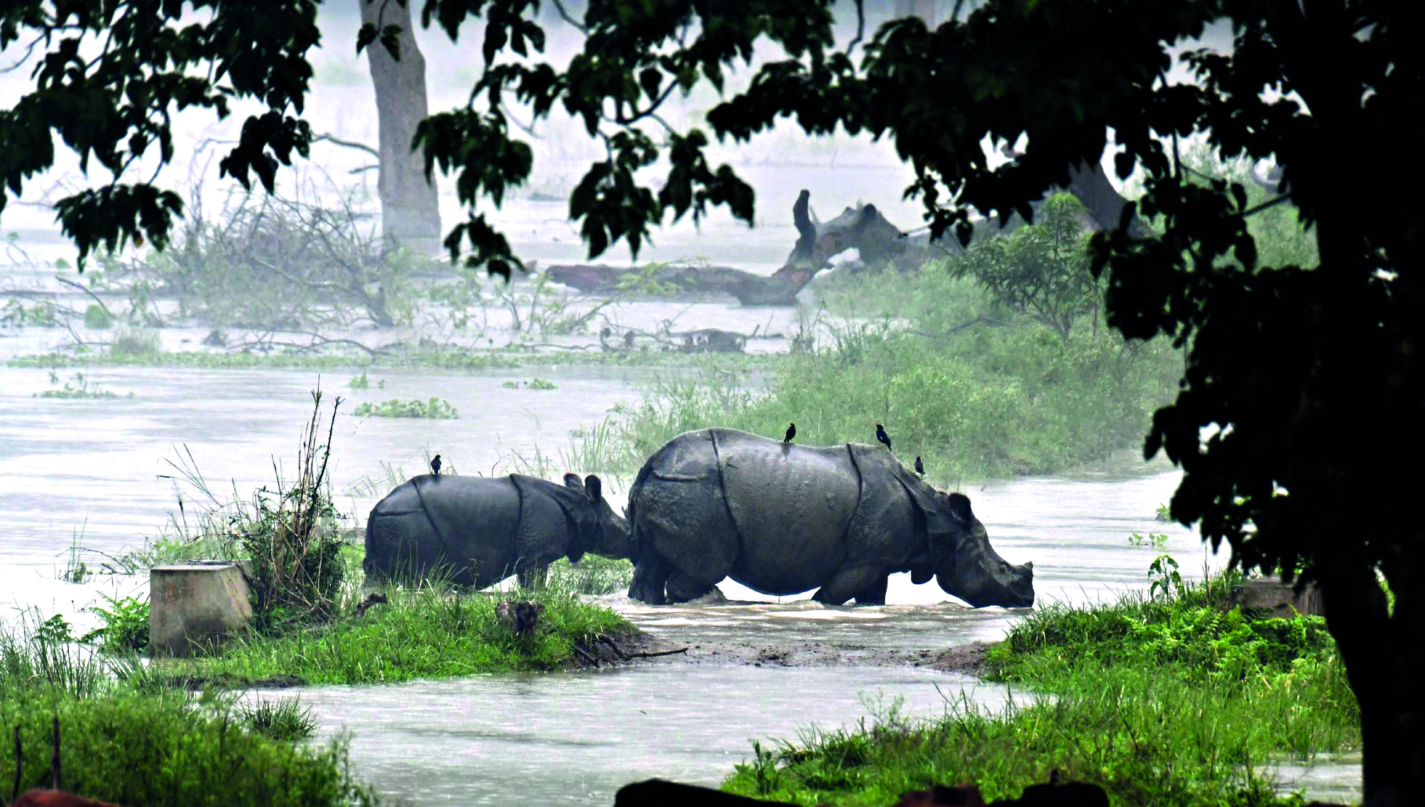 Assam flood toll rises to 19; nearly 6.8 lakh people affected Assam flood toll rises to 19; nearly 6.8 lakh people affected