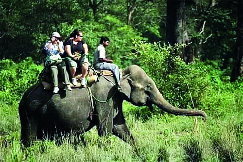 For the first time, elephant safari to begin in Buxa following the CM’s directive