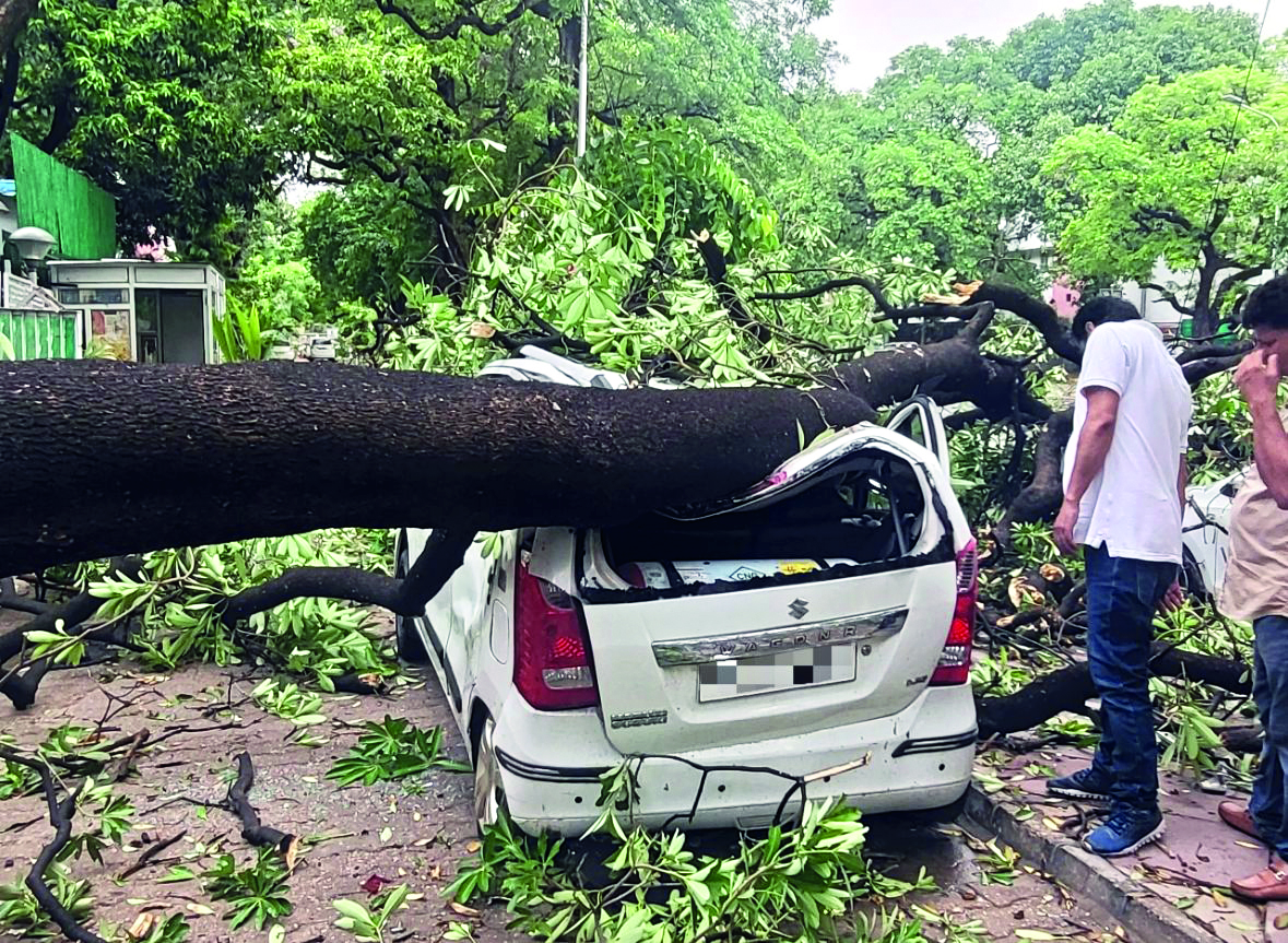 New SOPs enable fast-track tree removal in crisis situations and mandatory reporting within 24 hrs New SOPs enable fast-track tree removal in crisis situations and mandatory reporting within 24 hrs